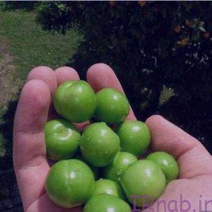 13 bisms.ir 2016 08 29 300x300 رابطه ی گوجه سبز و بارداری