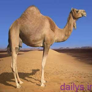 khavas goshtshotor irnab ir خواص گوشت شتر