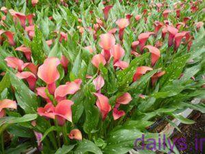 5a0035bdd3536 axgol sheypori irnab ir عکس گل شیپوری