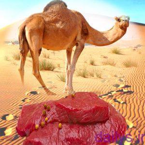 khavas goshtshotor irnab ir خواص گوشت شتر
