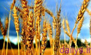 tabirkhab ghandom irnab ir تعبیر خواب گندم