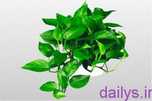 moarefi gholpotos irnab ir معرفی گل پتوس