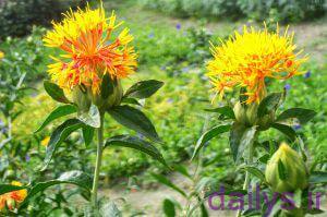 5d05e981d6596 moarefiy ghiyahgholrang irnab ir معرفی گیاه گلرنگ