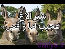 5d70b17899501 khavas shir olagh irnab ir خواص شیر الاغ