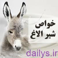 khavas shir olagh irnab ir خواص شیر الاغ